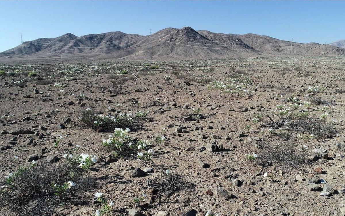 Bunga di Gurun Atacama