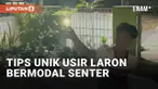 Aksi nyeleneh oleh warganet tidak ada habisnya. Seperti yang baru-baru ini viral cara unik mengusir laron. Seorang pemuda berupaya mengusir laron yang mengganggu tongkrongan hanya bermodal senter.
