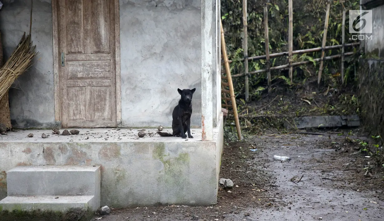 Seekor anjing terlihat duduk di sudut rumah yang ditinggal mengungsi oleh pemiliknya di Desa Sebudi, Karangasem, Bali, Senin (4/12). Seperti diketahui, Desa Sebudi berada di kawasan rawan bencana III Gunung Agung. (Liputan6.com/Immanuel Antonius)