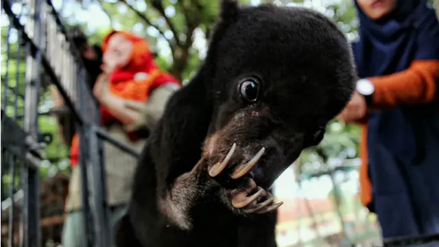 Tiga bayi beruang mungil jadi penghuni baru di BBKSDA Riau