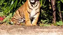 Gambar yang dirilis pada 29 Juli 2019 menunjukkan salah satu dari anak harimau Sumatera yang berumur tujuh bulan, di Kebun Binatang Taronga, Sydney. Ada sekitar 380 harimau Sumatera di alam liar saat ini dan merupakan salah satu satwa yang terancam punah. (RICK STEVENS/ARONGA ZOO/AFP)