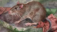Pertama di Dunia! Tikus Unik Genus Baru Ditemukan di Indonesia