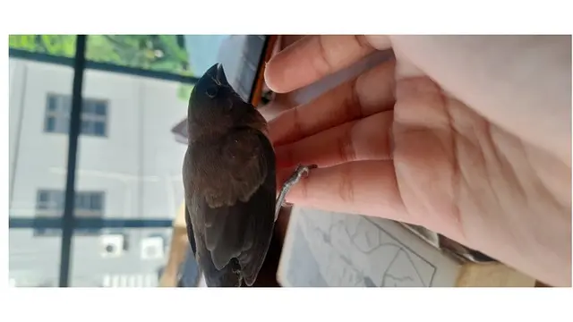 6 Potret Burung Nyasar ke Rumah Ini Bikin Kasihan Jika Harus Diusir