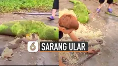Biasanya boneka besar menjadi hiasan di kamar atau di kasur. Tetapi boneka besar ini menjadi sarang ular.