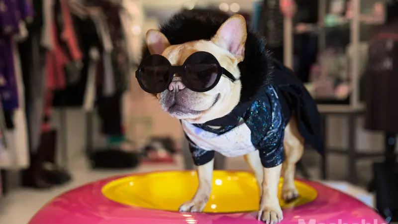  Luella, Anjing Fashionable di New York Fashion Week 2016