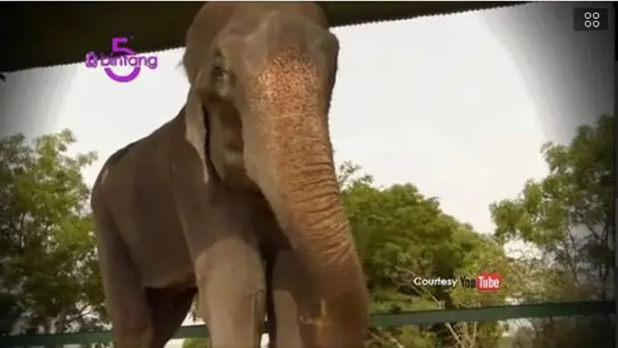 Bintang 5: Kelebihan Hewan, Misteri Merapi, Penyelamatan Hewan 