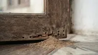 7 Tanda Kayu Dimakan Kutu Kayu dari Dalam yang Wajib Diketahui Sebelum Kerusakan Makin Parah