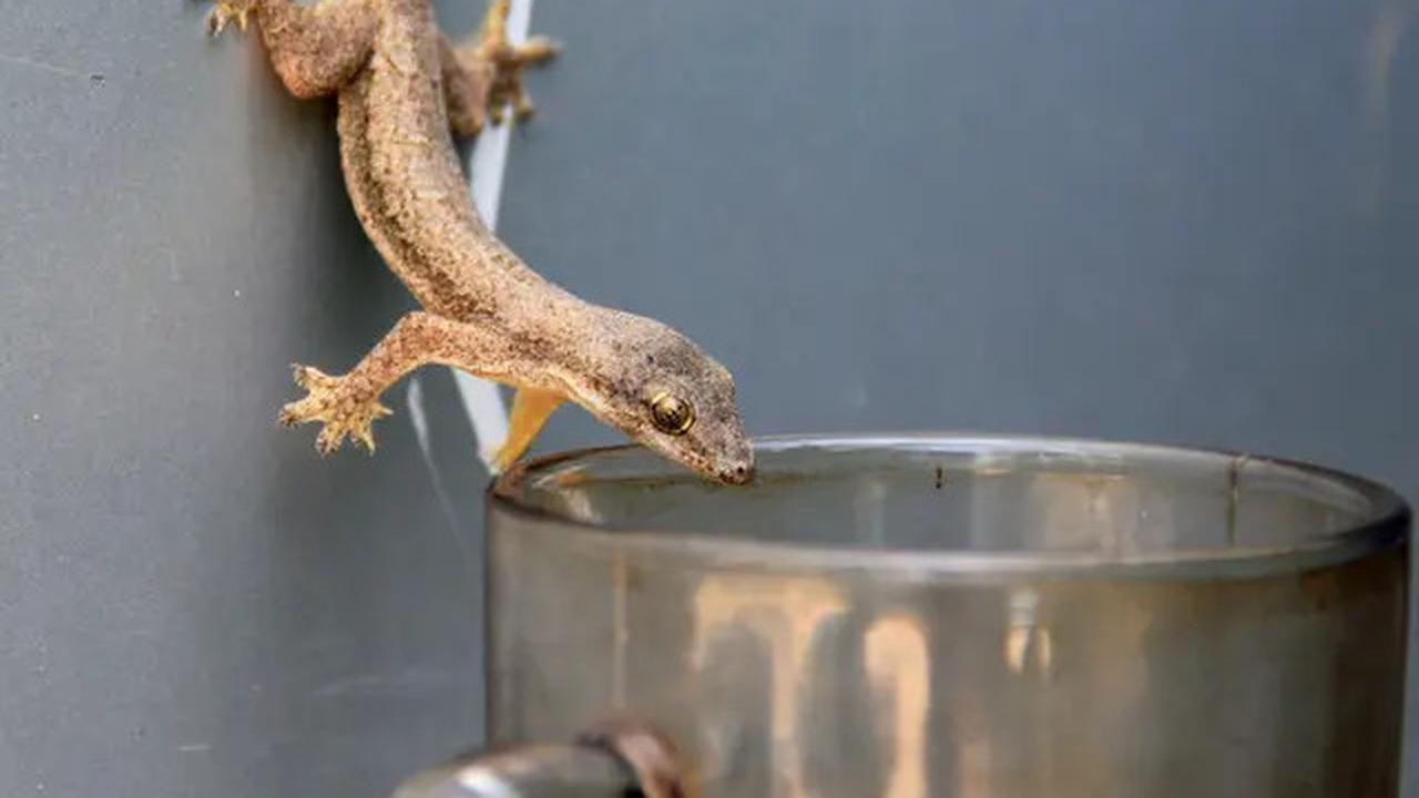 Cara Ampuh Usir Cicak dari Rumah dengan Bahan Dapur