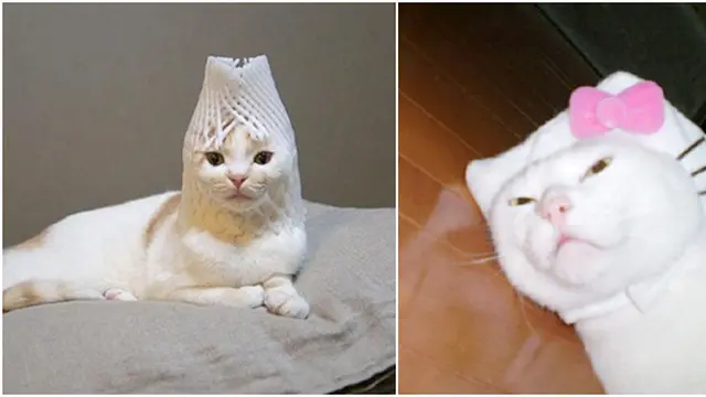 (c) rocketnews24.com