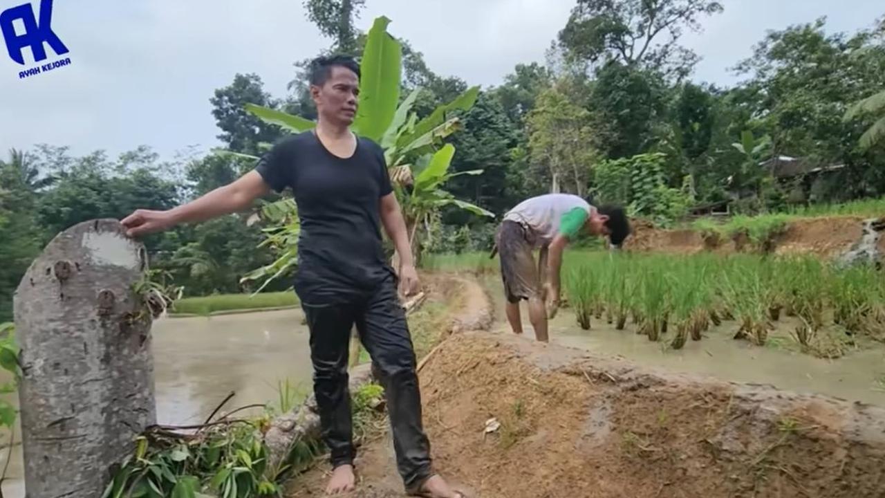 Ayah Lesti bersama kerabat baru selesai membajak beberapa petak sawah. Seperti diketahui, keluarga Lesti Kejora memiliki sawah yang cukup luas di Cianjur.<br>