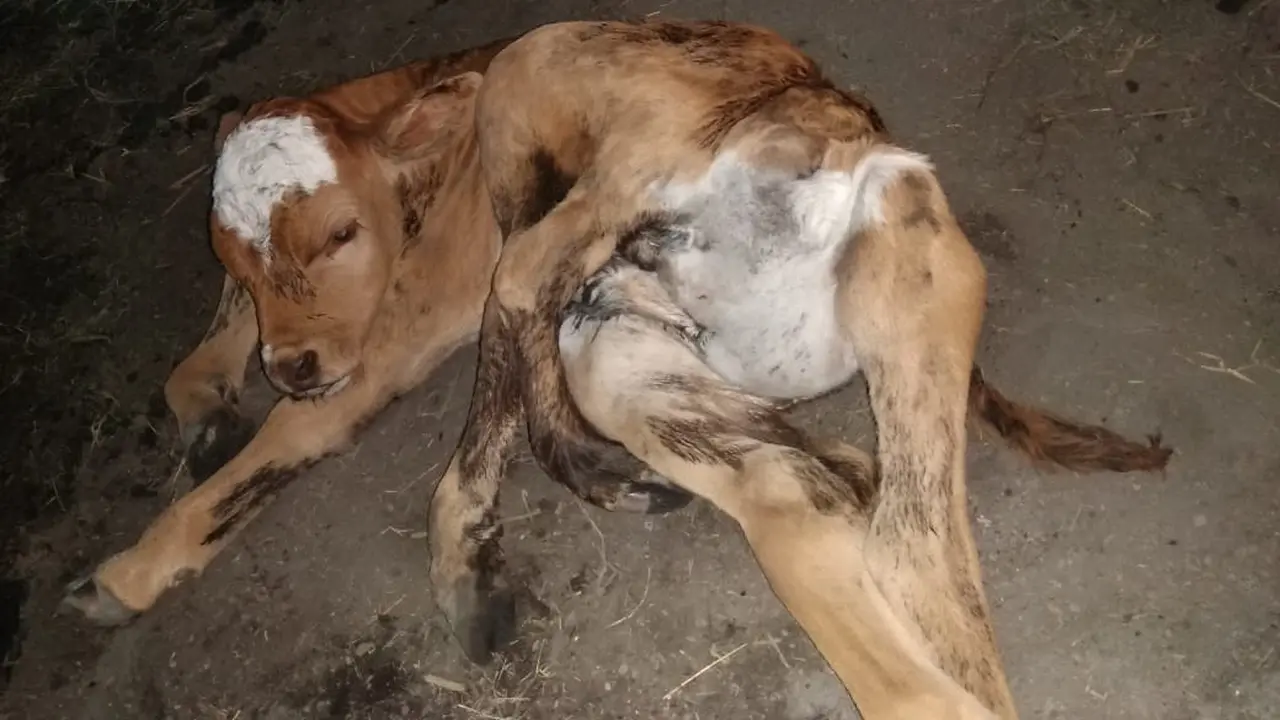 Anak sapi berkaki enam menghebohkan warga Blora. (Foto: Liputan6.com/Ahmad Adirin)