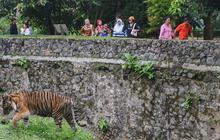 Kebun Binatang Ragunan Bakal 'Dipoles', Ada Pembagian Zona Satwa