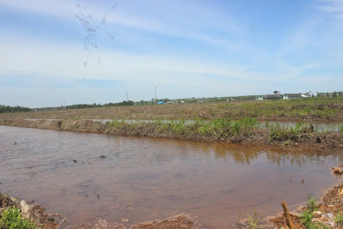 Program Cetak Sawah Rakyat (CSR) di Kalimantan Tengah (Istimewa)