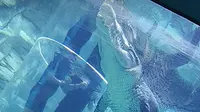 Pengunjung Crocosaurus Cove bermain dengan buaya dalam cage of death di Mitchell Street, Darwin City, Northern Territory, Australia. (Liputan6.com/Muhammad Ali).