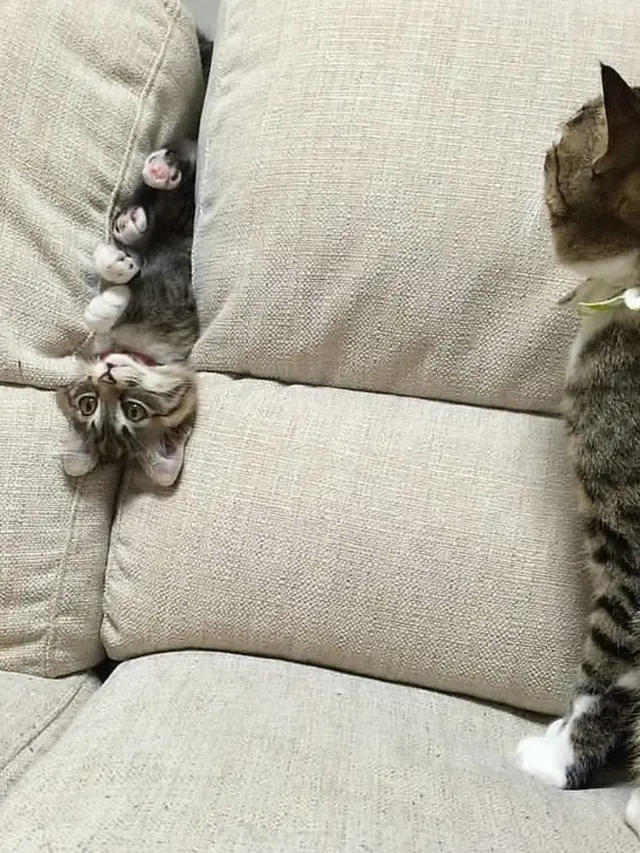 6 Tingkah Lucu Kucing Saat di Rumah, Mau Marah Tapi Gemesin
