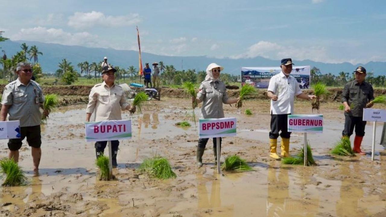 Kementan Akselerasi Tanam Padi Serentak di 25 Provinsi, Pacu Produksi Pangan Nasional Hadapi Kemarau