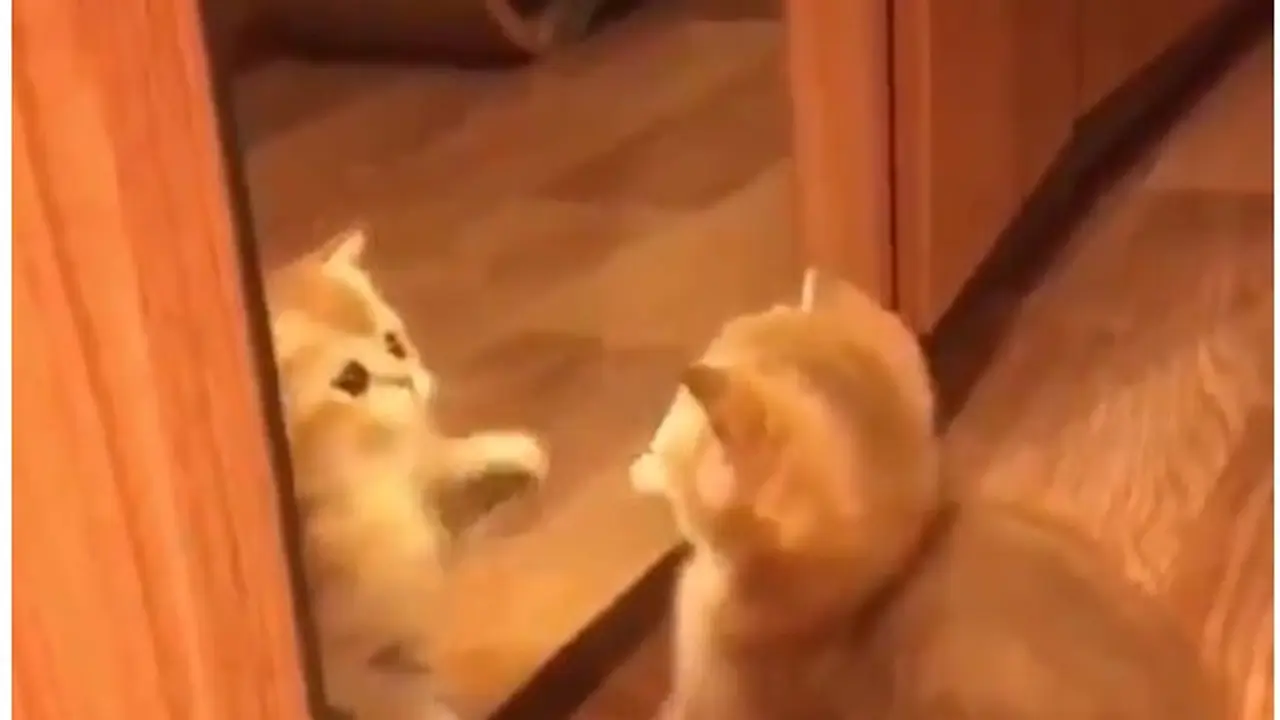 kucing ngaca