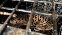 Harimau Sumatera Ditangkap di Lampung Barat (Liputan6.com/istimewa)