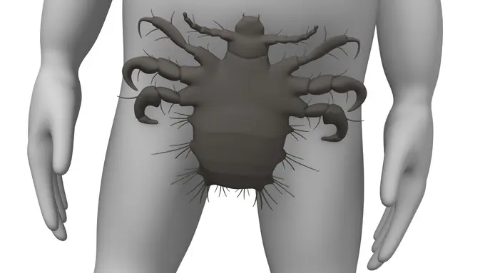 3 Fakta Tentang Kutu Gorila yang Mungkin Belum Kamu Ketahui