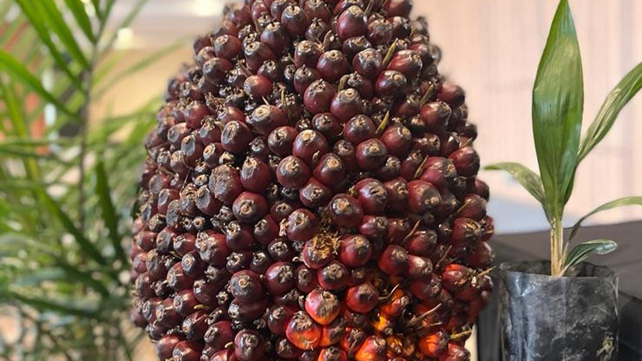 Kecambah Sawit Dilarang Dijual Bebas di e-Commerce, Ini Solusi dari Kementan