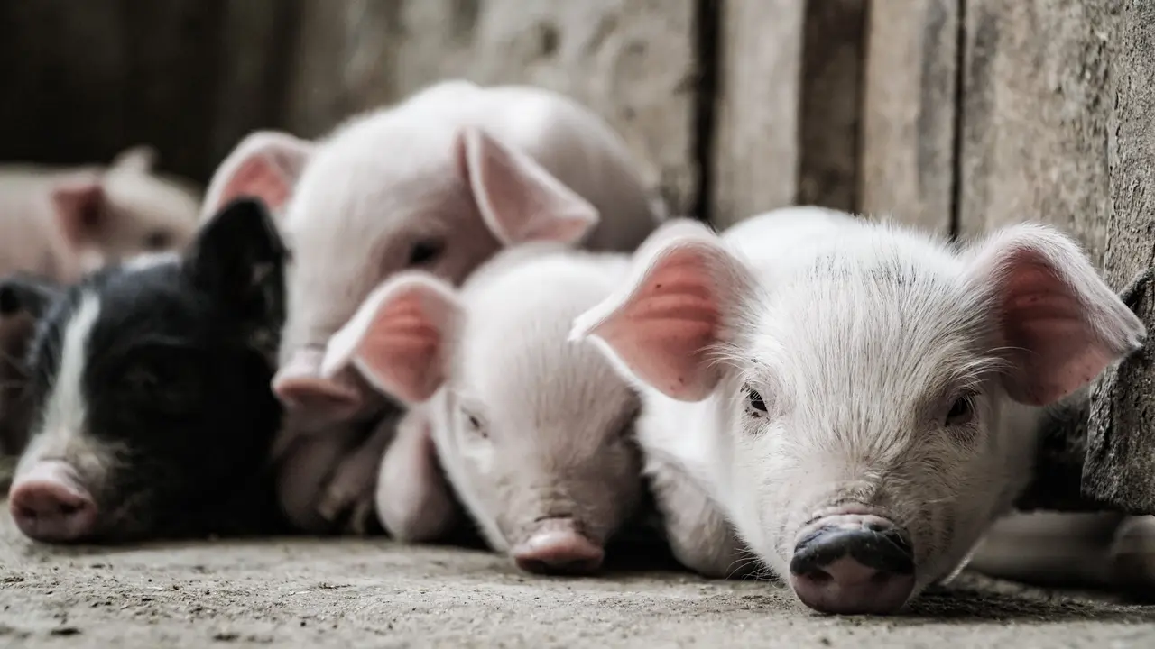 babi