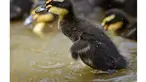 Bayi bebek lucu asyik bermain di Taman Sieversdorf, Jerman Timur, Rabu (14/05/2014) (AFP photo/Patrick Pleul)