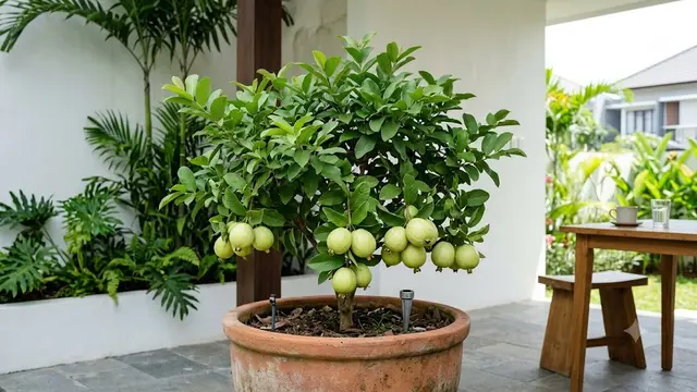 Jambu Kristal