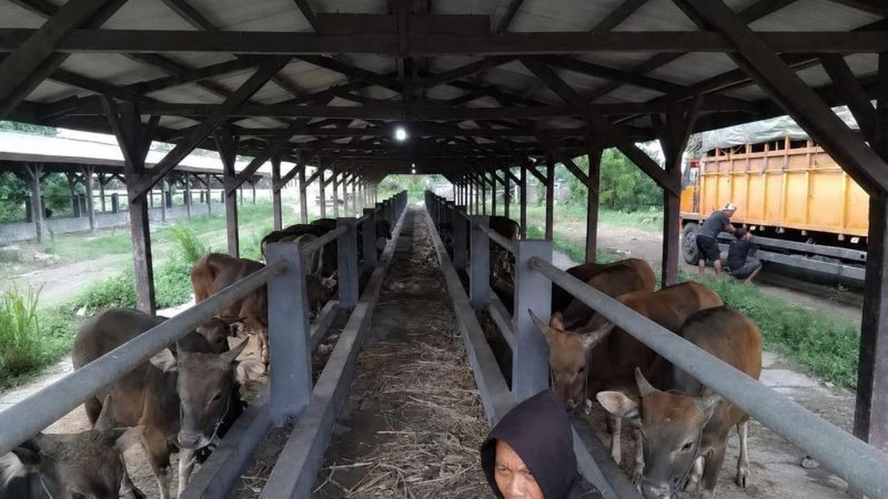 Karantina Bali Tingkatkan Kewaspadaan, Ingatkan Bahaya Risiko Penyakit Sapi Akibat Dokumen Palsu