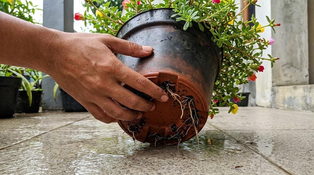 Perbaiki Drainase Pot dan Lahan Tanam