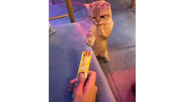 6 Foto Ini Buktikan Definisi 'Malu-malu Kucing' yang Sebenarnya