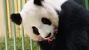 Panda raksasa Huan Huan bersama anak kembarnya yang baru dilahirkan berada dalam kandang di Beauval Zoo, Saint-Aignan-sur-Cher, Prancis, 1 Agustus 2021. Huan Huan yang berarti "Bahagia" dalam bahasa China adalah panda betina yang dipinjamkan China ke ZooParc de Beauval. (Guillaume SOUVANT/AFP)