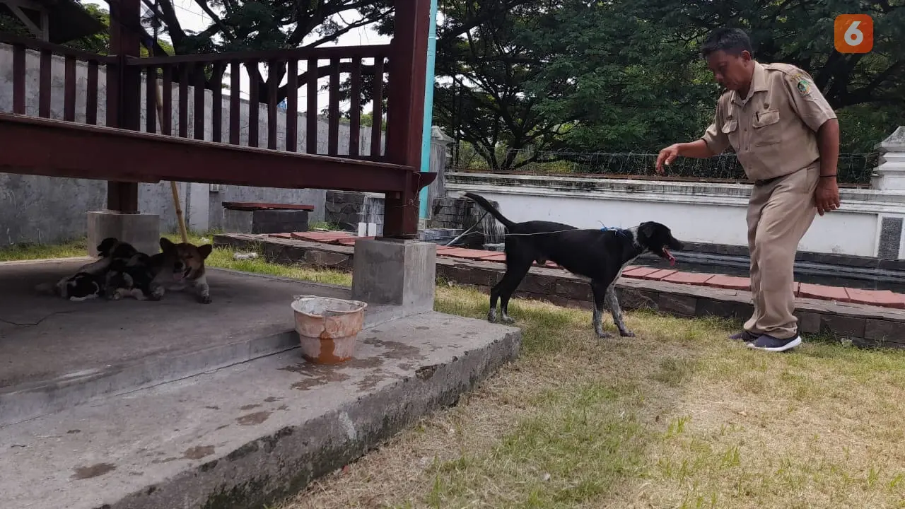 Anjing galak  menggigit lansia di Banyuwangi diamankan petugas. (Hermawan Arifianto/Liputan6.com)