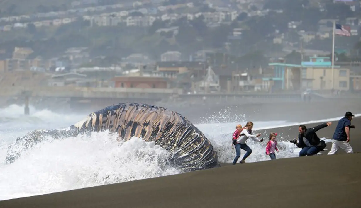 Sejumlah orang berlari menghindari ombak yang menerjang bangkai paus bungkuk yang terdampar di Pantai Pacifica, California (5/5/2015). Ini merupakan paus kedua yang terdampar di kawasan California Utara dalam tiga pekan terakhir. (AFP PHOTO/Josh Edelson)
