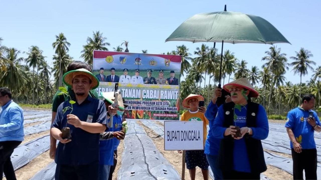 Tahukah Anda? Pemkab Donggala Subsidi 3% Bunga KUR untuk Petani, Dorong Ketahanan Pangan Daerah