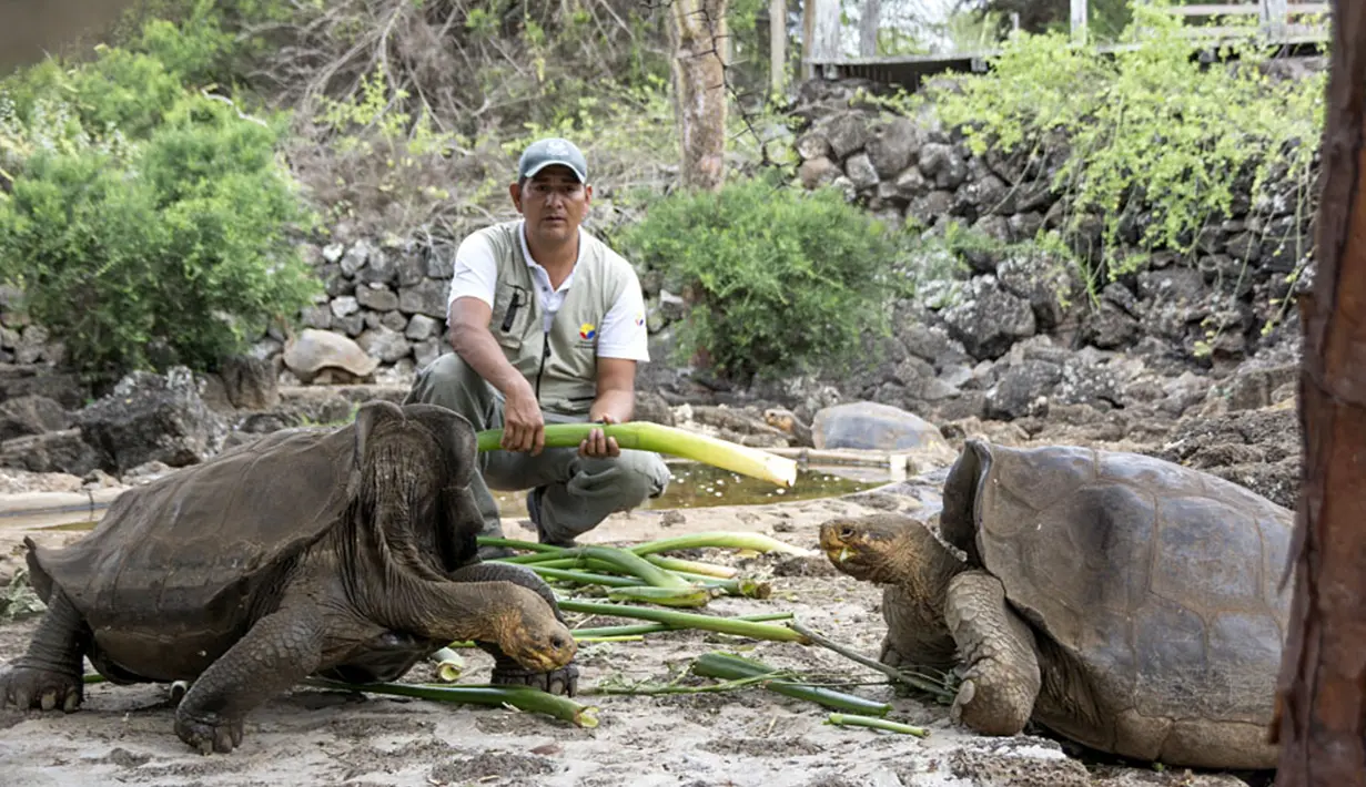 Petugas memberi makan kura-kura raksasa Galapagos di Taman Nasional Galapagos, Ekuador, 12 September 2017. Kura-kura Galapagos adalah yang terbesar di dunia dan salah satu hewan yang paling ramah di Galápagos. (HO / GALAPAGOS NATIONAL PARK / AFP)