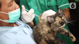 Petugas menyutikan vaksin rabies kepada kucing di Pasar Barito, Jakarta, Senin (28/3/2022). Sudin KPKP Jakarta Selatan melakukan inspeksi kesehatan hewan di Pasar Barito meliputi penyemprotan disinfektan, pemeriksaan kesehatan hewan dan vaksinasi rabies gratis. (Liputan6.com/Herman Zakharia)