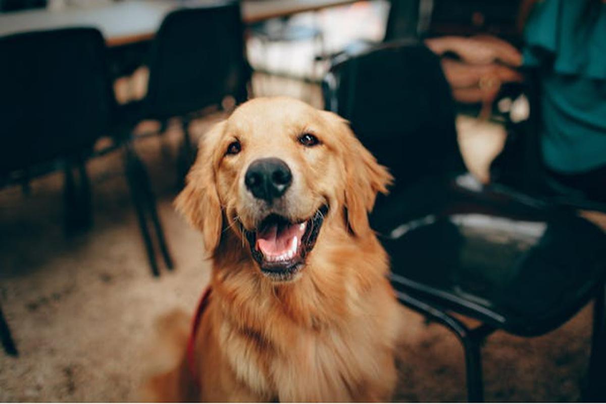 Kebiasaan Menjilati Kaki pada Anjing: Tanda Cinta atau Gejala Penyakit?