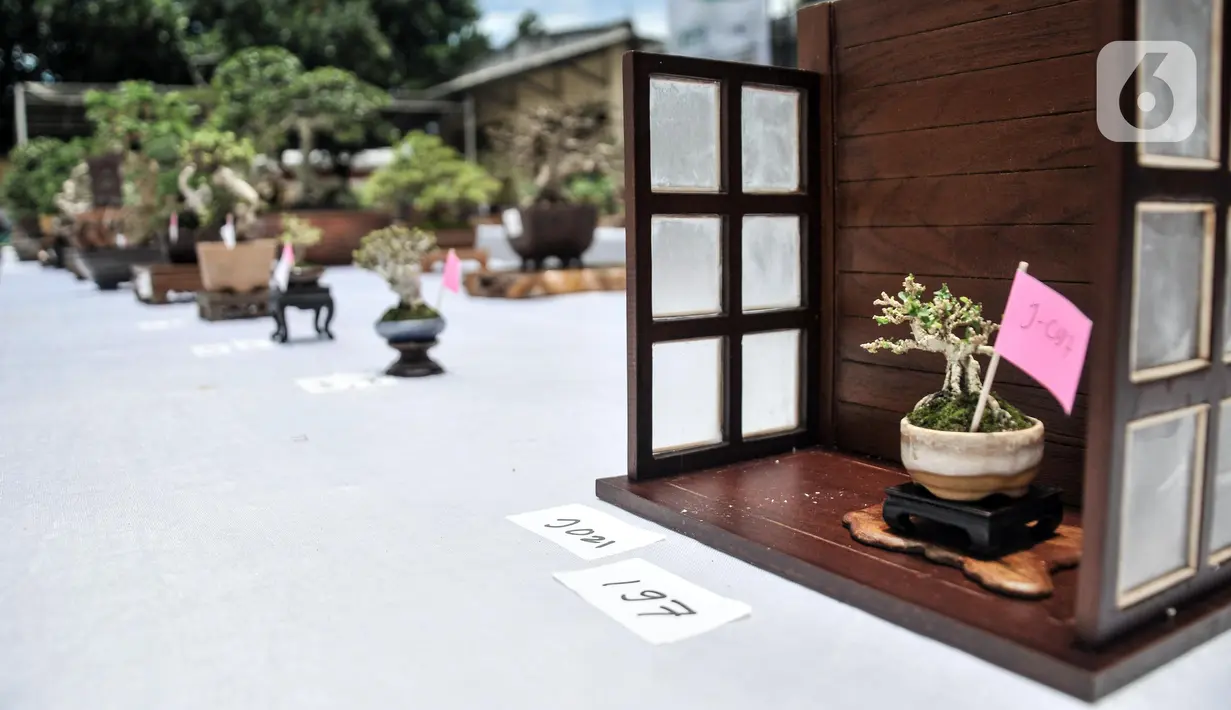 Koleksi pohon bonsai yang dipamerkan dalam acara Jengbreng BSC di kawasan Sawangan, Depok, Jawa Barat, Minggu (6/3/2022). Pameran tersebut menampilkan berbagai jenis pohon bonsai dengan harga Rp 500 ribu hingga Rp 10 juta. (merdeka.com/Iqbal S. Nugroho)