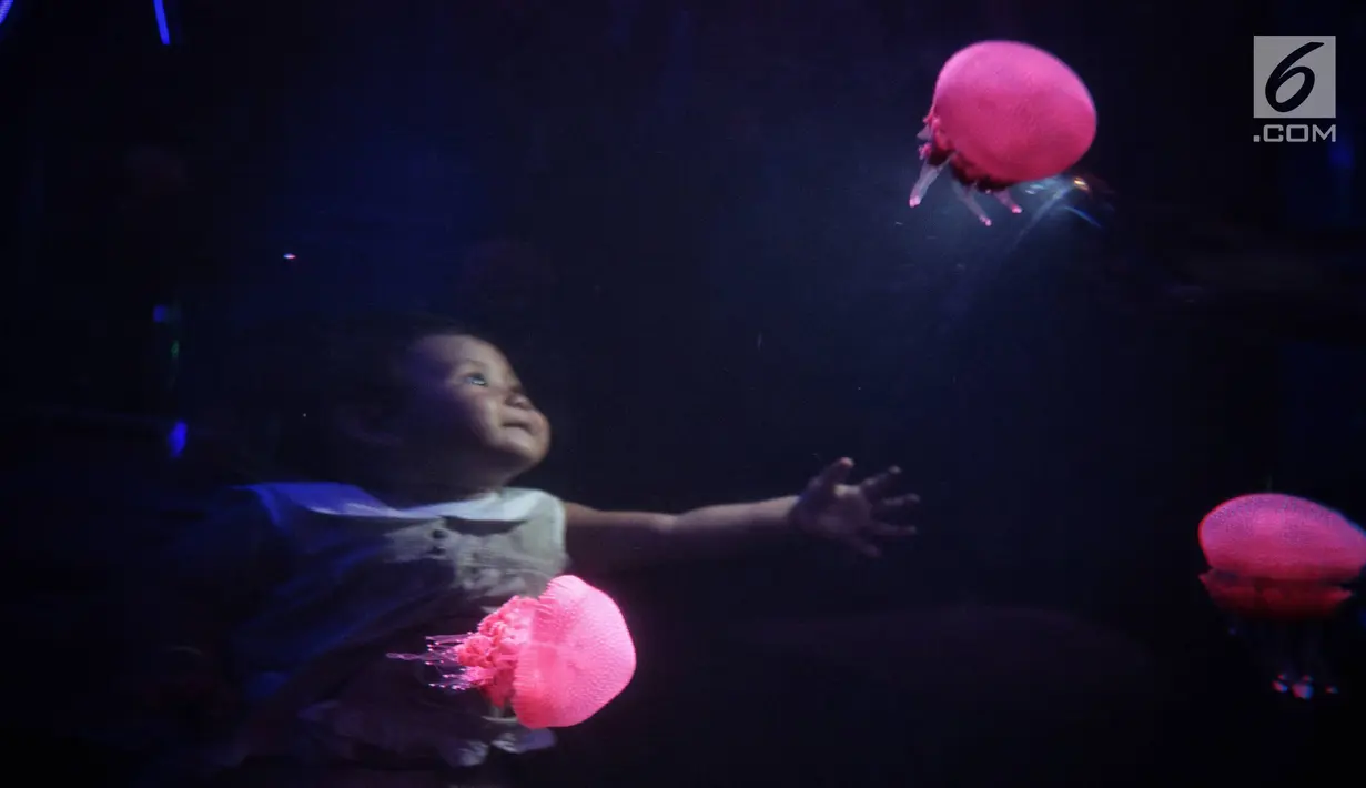 Seorang anak melihat ubur-ubur di Wahana Jellyfish Sphere di SeaWorld Ancol, Jakarta, Selasa (25/12). Sea World menjadi tempat wisata alternatif warga menghabiskan libur Natal 2018. (Liputan6.com/Faizal Fanani)