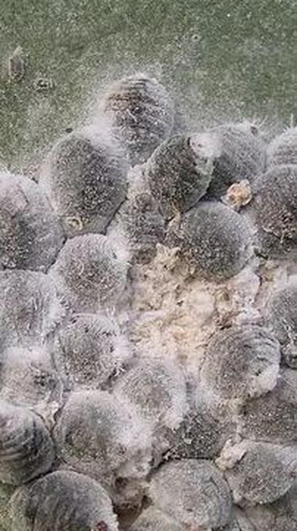 Asal Usul Kumbang Cochineal