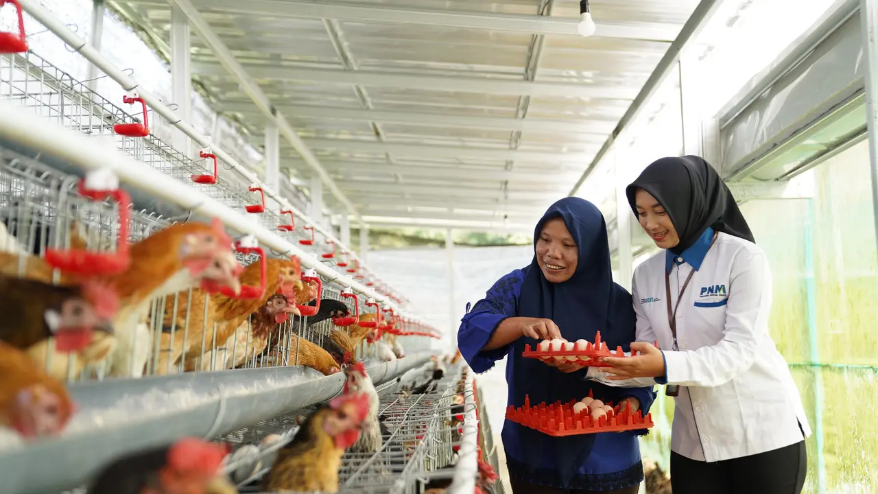 PT Permodalan Nasional Madani (PNM) membagikan 240 ayam petelur kepada 40 warga penerima manfaat.