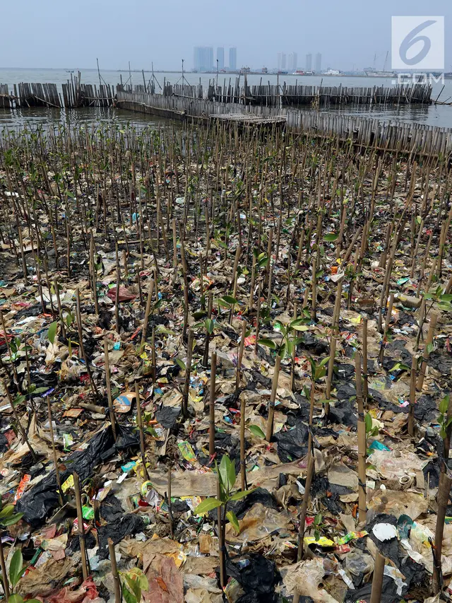 Mangrove yang Dipenuhi Sampah
