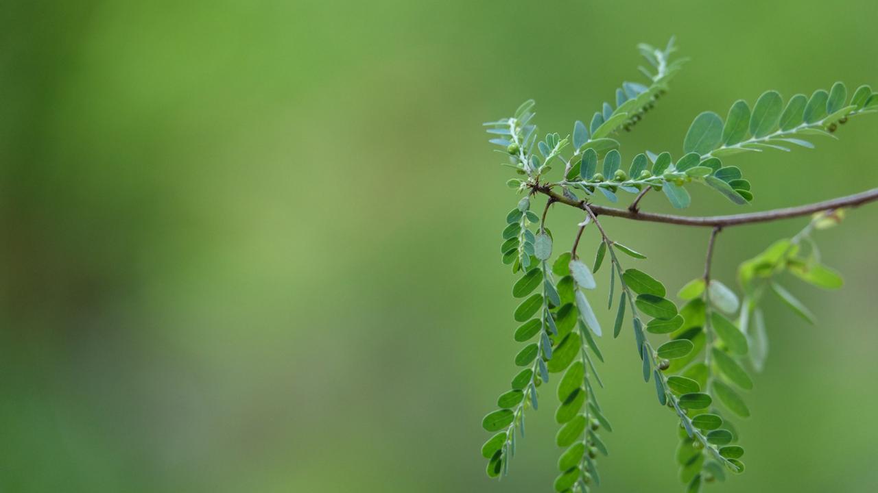 Ilustrasi Daun Kelor
