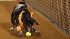 Seekor anjing yang akan diadopsi dari LSM Anonymous Paws melakukan pengambilan bola saat turnamen tenis Rio Open di Rio de Janeiro, Brasil, 15 Februari 2022. (AP Photo/Bruna Prado)