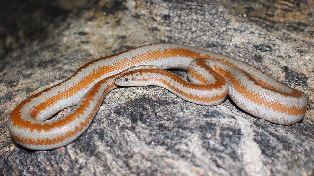 Rosy Boa