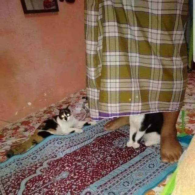 9 Potret Gemas Kucing Temani Orang Beribadah Ini Anteng Banget