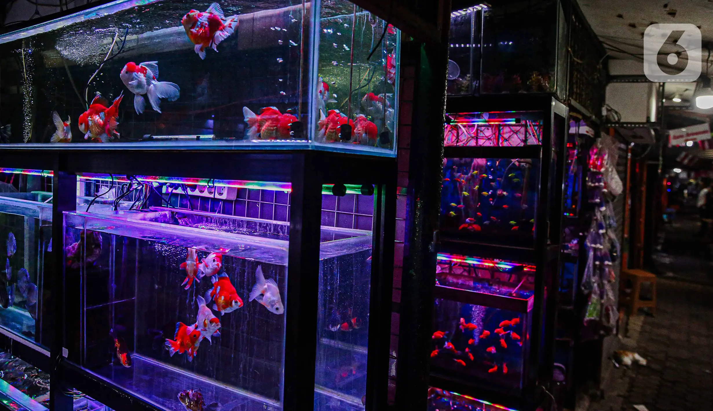 Mengenal Tren Pasar Ikan Hias Global Saat Ini