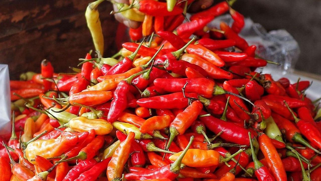 Menurutnya, harga cabai yang terlalu murah justru akan merugikan para petani.