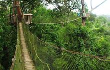 Bukit Bangkirai, Menjajal Sensasi Berpetualang di Konservasi Hutan Tropis Kalimantan Timur