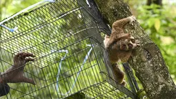 Kukang jawa dilepasliarkan ke alam liar oleh Badan Pelestarian Alam Indonesia (BKSDA) di hutan Jantho, Provinsi Aceh (26/8/2021). (AFP/Chaideer Mahyuddin)